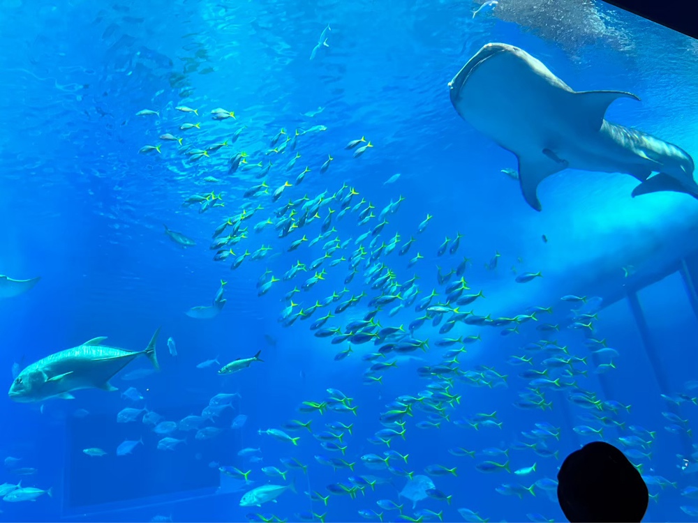 美ら海水族館でとったジンベイザメや魚の写真の２枚目