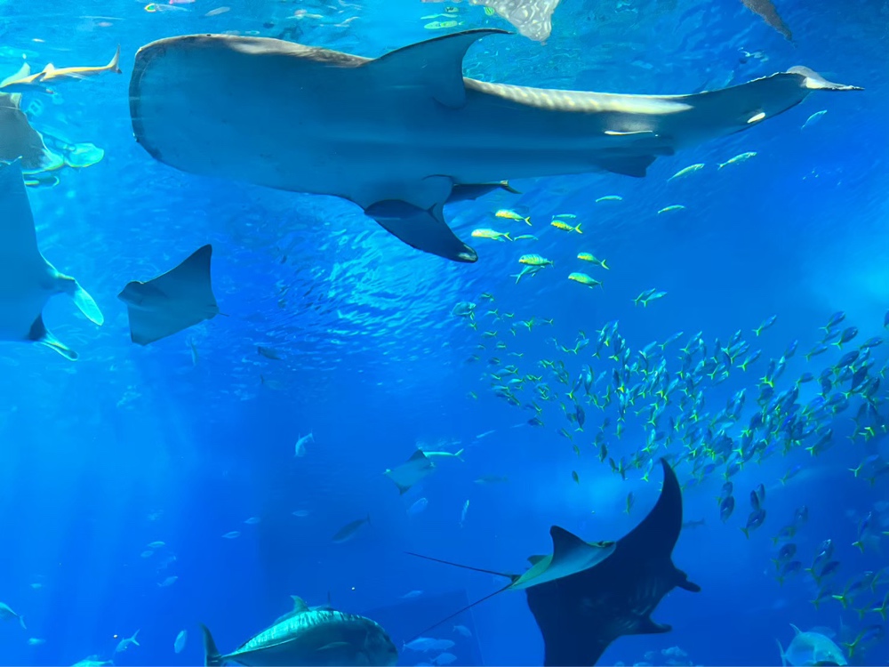 美ら海水族館でとったジンベイザメや魚の写真