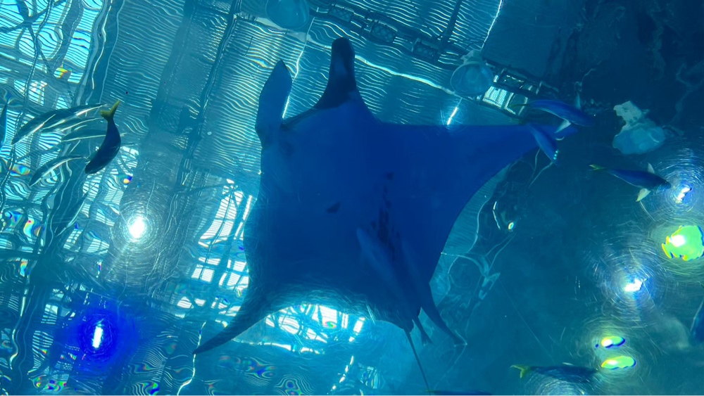 美ら海水族館のマンタの写真