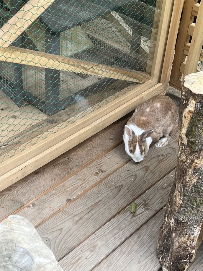 鎌倉の明月院で飼育されているウサギの写真