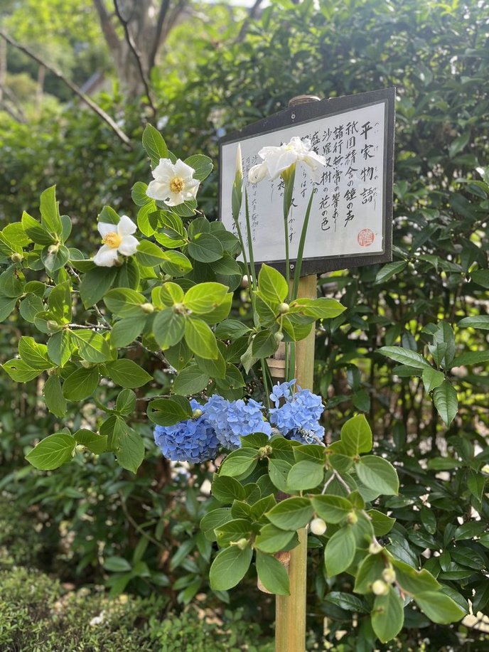 鎌倉の明月院の平家物語がかかれている看板とそこに生けられている花の写真