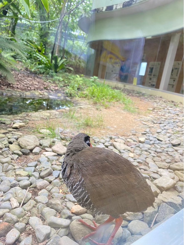 沖縄県の北部にあるクイナの森で見たヤンバルクイナの写真③