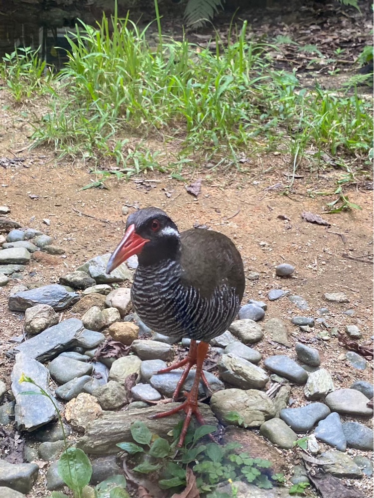 沖縄県の北部にあるクイナの森で見たヤンバルクイナの写真②
