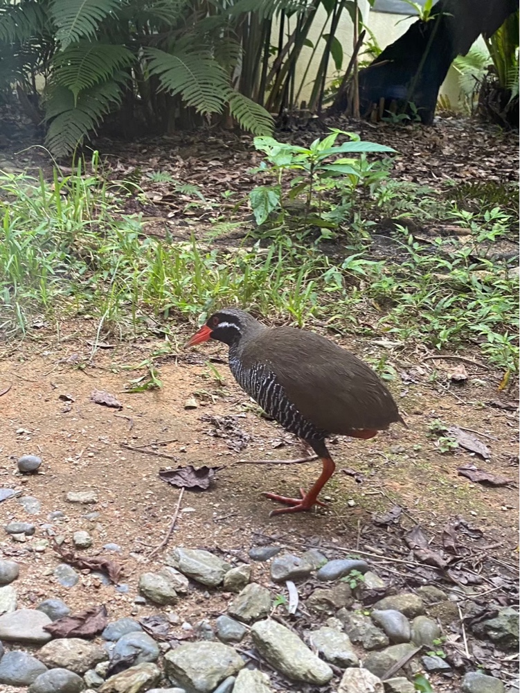 沖縄県の北部にあるクイナの森で見たヤンバルクイナの写真①
