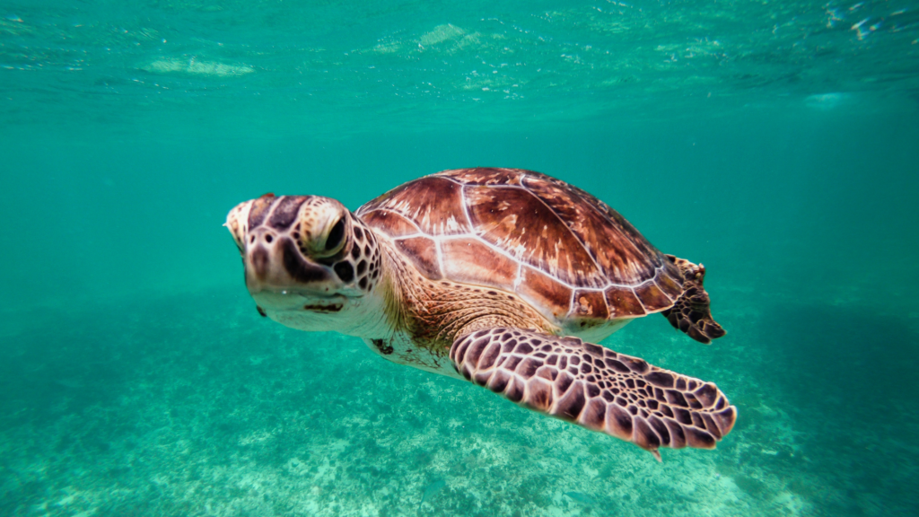 ウミガメが青い海を泳いでいる写真